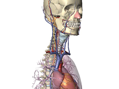 Physiotherapie Ömer Ortak